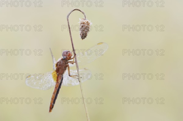 Scarlet Dragonfly (Crocothemis erythraea), male coloured female, North Rhine-Westphalia, Germany