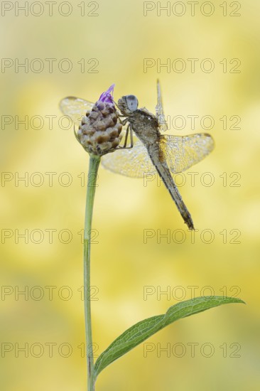 Scarlet Dragonfly (Crocothemis erythraea), female, North Rhine-Westphalia, Germany