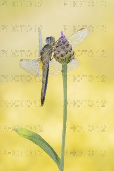 Scarlet Dragonfly (Crocothemis erythraea), female, North Rhine-Westphalia, Germany