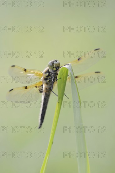 Four-spot (Libellula quadrimaculata), male, North Rhine-Westphalia, Germany