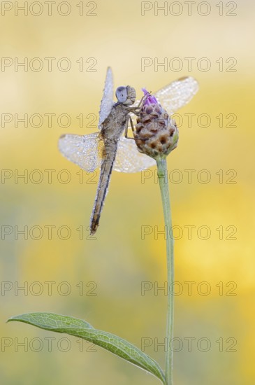 Scarlet Dragonfly (Crocothemis erythraea), female, North Rhine-Westphalia, Germany