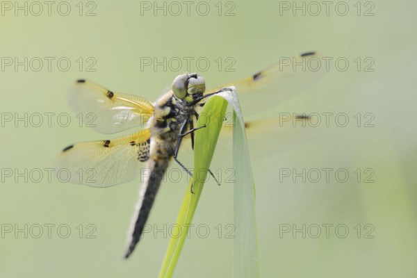 Four-spot (Libellula quadrimaculata), male, North Rhine-Westphalia, Germany
