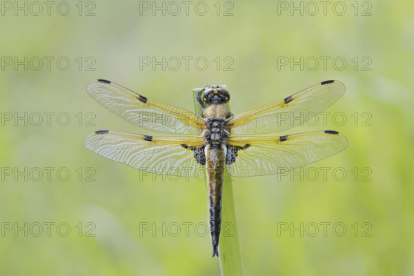 Four-spot (Libellula quadrimaculata), male, North Rhine-Westphalia, Germany