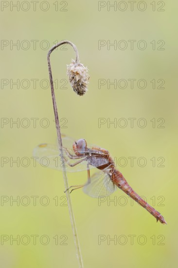 Scarlet Dragonfly (Crocothemis erythraea), male coloured female, North Rhine-Westphalia, Germany