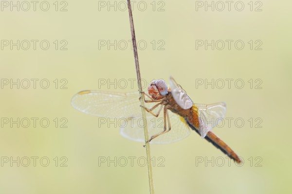 Scarlet Dragonfly (Crocothemis erythraea), male coloured female, North Rhine-Westphalia, Germany