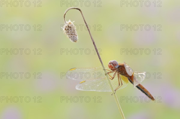 Scarlet Dragonfly (Crocothemis erythraea), male coloured female, North Rhine-Westphalia, Germany