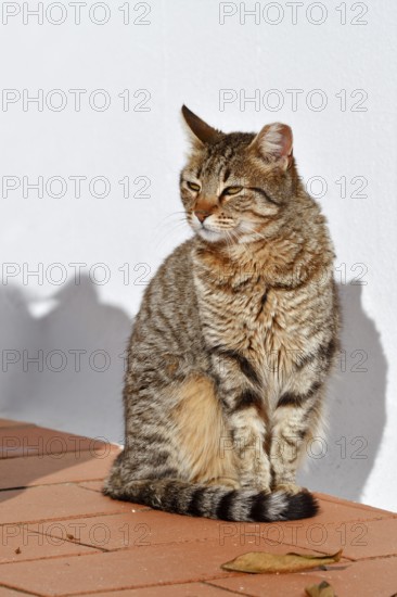 Domestic cat sitting in front of a white house wall, Algarve, Portugal