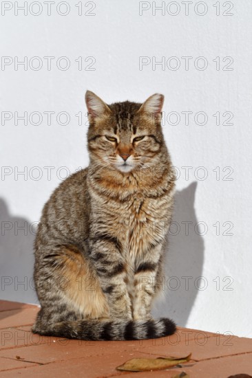 Domestic cat sitting in front of a white house wall, Algarve, Portugal