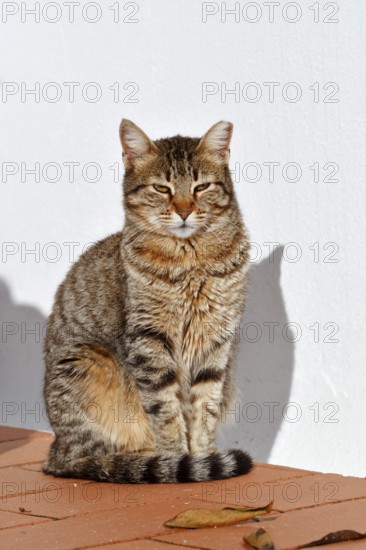 Domestic cat sitting in front of a white house wall, Algarve, Portugal