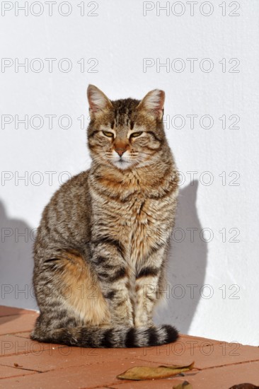 Domestic cat sitting in front of a white house wall, Algarve, Portugal