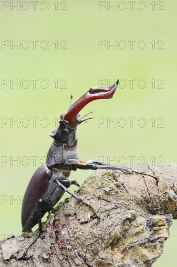 Stag beetle (Lucanus cervus), male, Normandy, France
