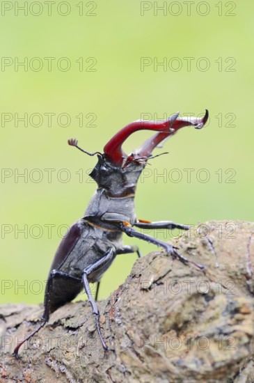 Stag beetle (Lucanus cervus), male, Normandy, France