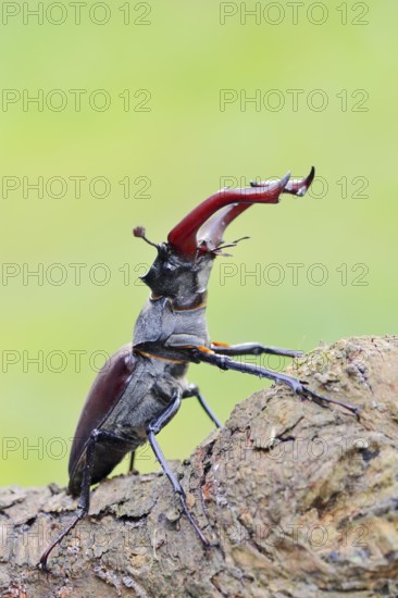 Stag beetle (Lucanus cervus), male, Normandy, France