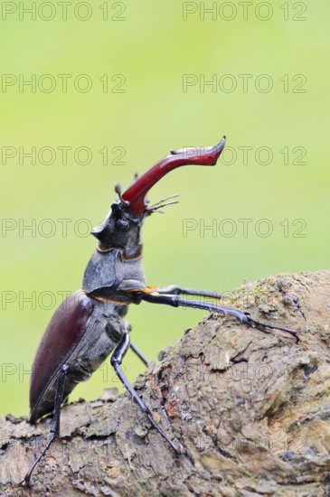 Stag beetle (Lucanus cervus), male, Normandy, France