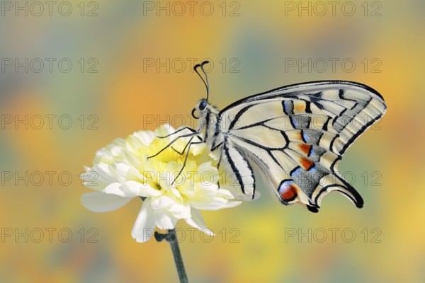 Swallowtail (Papilio machaon) on a flower, North Rhine-Westphalia, Germany