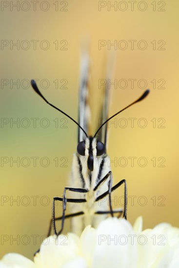 Swallowtail (Papilio machaon), North Rhine-Westphalia, Germany