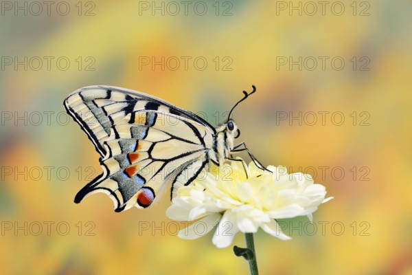 Swallowtail (Papilio machaon) on a flower, North Rhine-Westphalia, Germany