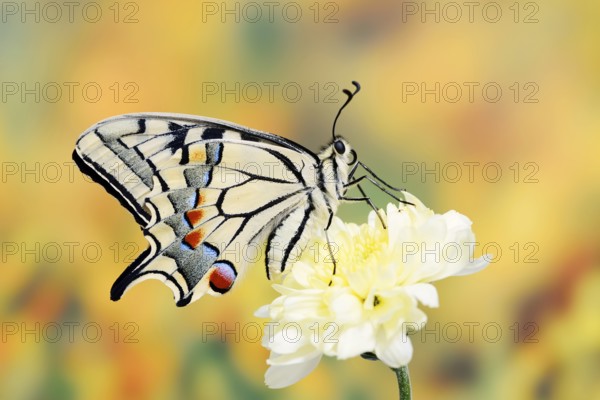 Swallowtail (Papilio machaon) on a flower, North Rhine-Westphalia, Germany