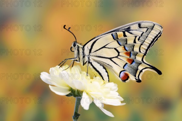 Swallowtail (Papilio machaon) on a flower, North Rhine-Westphalia, Germany