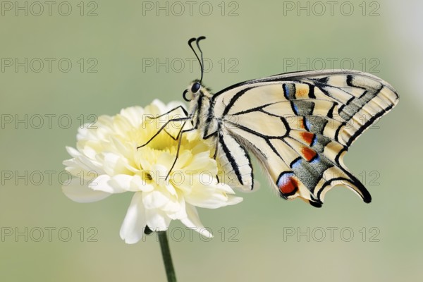 Swallowtail (Papilio machaon) on a flower, North Rhine-Westphalia, Germany