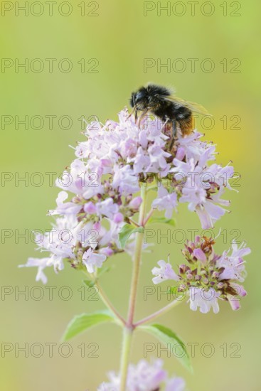 Stone bumblebee (Bombus lapidarius) on a flower of oregano (Origanum vulgare), North Rhine-Westphalia, Germany