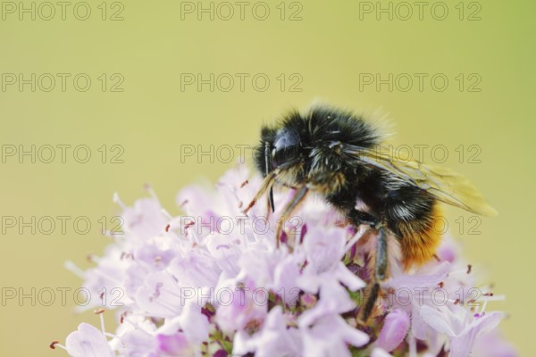 Stone bumblebee (Bombus lapidarius) on a flower of oregano (Origanum vulgare), North Rhine-Westphalia, Germany
