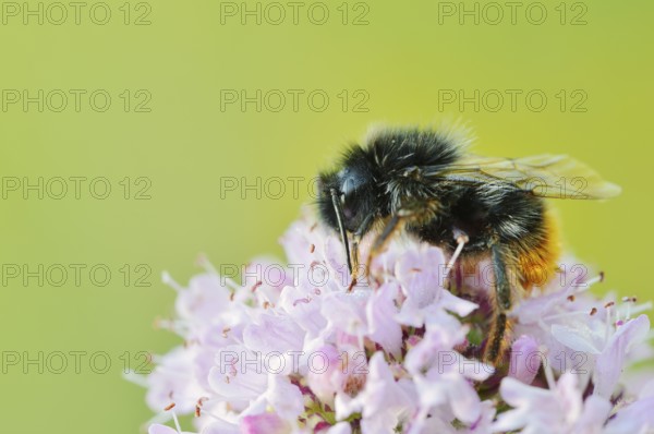 Stone bumblebee (Bombus lapidarius) on a flower of oregano (Origanum vulgare), North Rhine-Westphalia, Germany