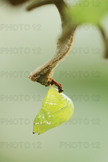 Glasswing butterfly (Greta oto, Greta morgane oto), pupa, occurrence in Central and South America