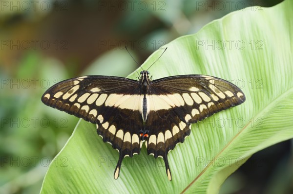 Royal Swallowtail or Royal Page (Papilio thoas), captive, occurring in Central and South America