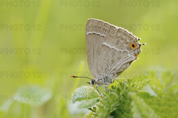 Blue Oak Fritillary (Favonius quercus, Neozephyrus quercus), North Rhine-Westphalia, Germany