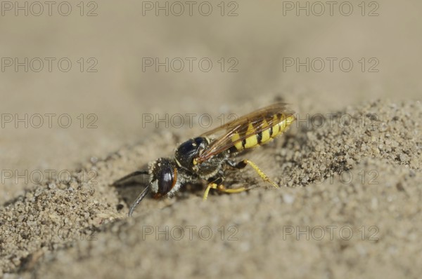 Beewolf (Philanthus triangulum), North Rhine-Westphalia, Germany