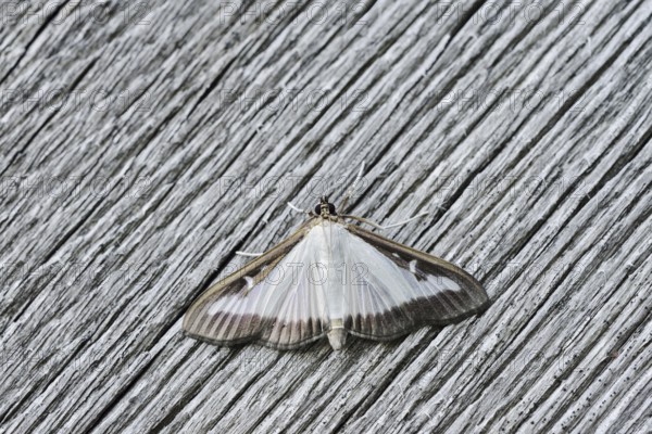 Box tree moth (Cydalima perspectalis) on weathered wood, North Rhine-Westphalia, Germany
