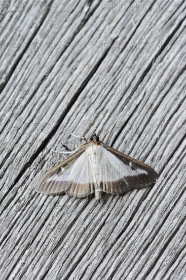 Box tree moth (Cydalima perspectalis) on weathered wood, North Rhine-Westphalia, Germany