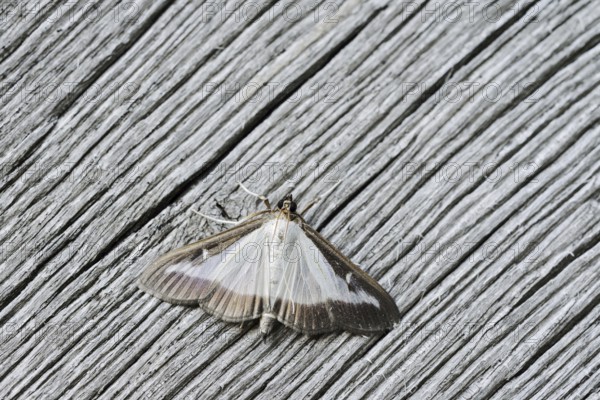 Box tree moth (Cydalima perspectalis) on weathered wood, North Rhine-Westphalia, Germany