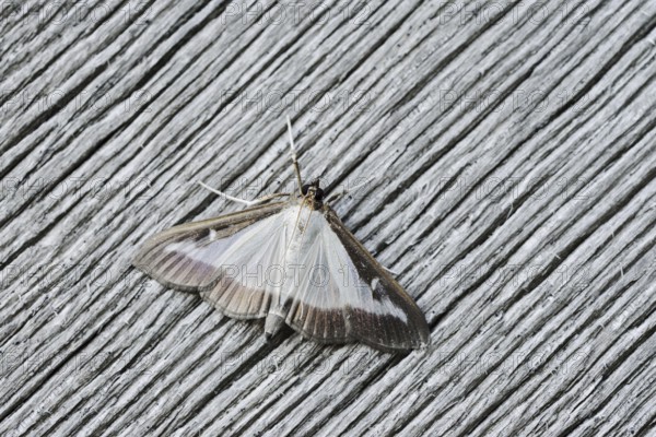 Box tree moth (Cydalima perspectalis) on weathered wood, North Rhine-Westphalia, Germany