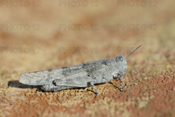 Blue Winged Grasshopper (Sphingonotus caerulans), North Rhine-Westphalia, Germany
