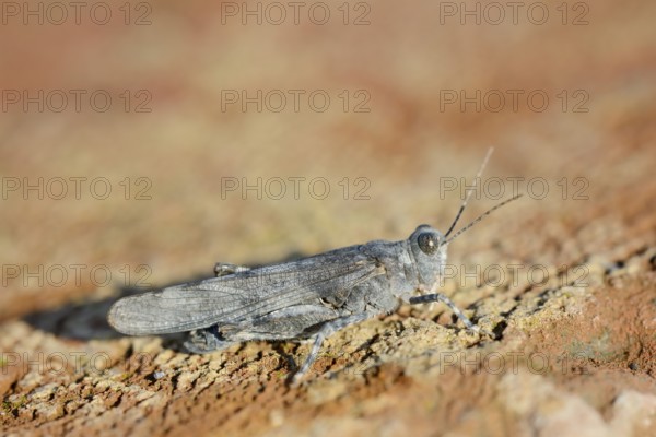 Blue Winged Grasshopper (Sphingonotus caerulans), North Rhine-Westphalia, Germany