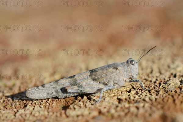 Blue Winged Grasshopper (Sphingonotus caerulans), North Rhine-Westphalia, Germany