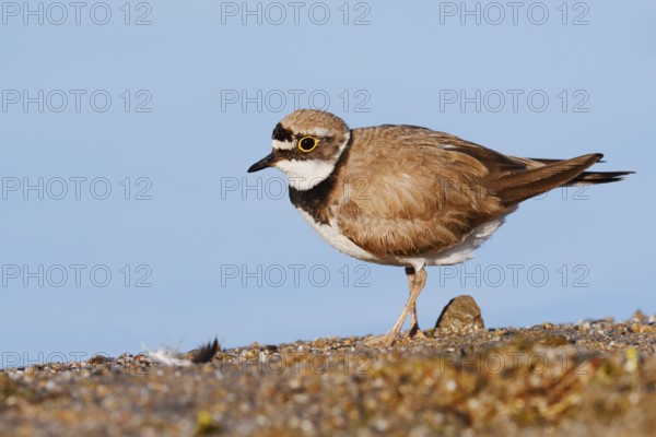 Little Ringed Plover (Charadrius dubius), North Rhine-Westphalia, Germany