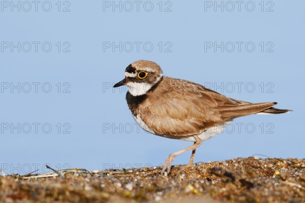 Little Ringed Plover (Charadrius dubius), North Rhine-Westphalia, Germany