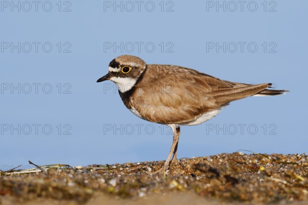 Little Ringed Plover (Charadrius dubius), North Rhine-Westphalia, Germany