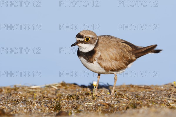 Little Ringed Plover (Charadrius dubius), North Rhine-Westphalia, Germany