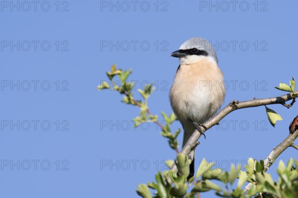 Red-backed shrike (Lanius collurio), male, North Rhine-Westphalia, Germany