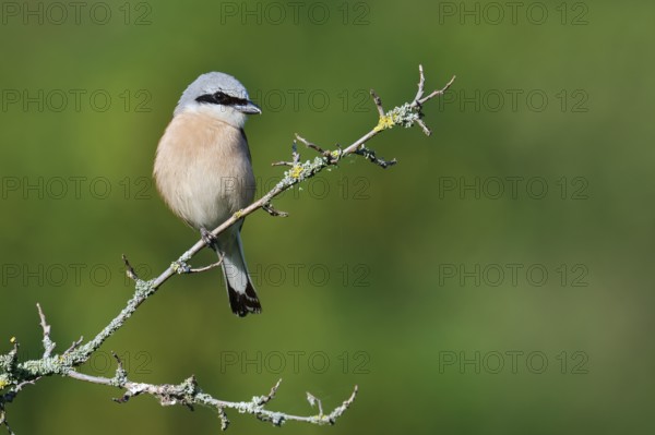 Red-backed shrike (Lanius collurio), male, North Rhine-Westphalia, Germany