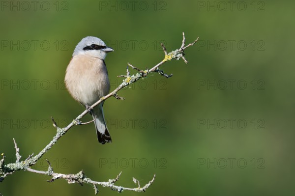 Red-backed shrike (Lanius collurio), male, North Rhine-Westphalia, Germany
