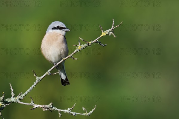 Red-backed shrike (Lanius collurio), male, North Rhine-Westphalia, Germany