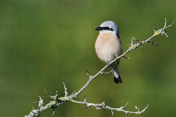 Red-backed shrike (Lanius collurio), male, North Rhine-Westphalia, Germany
