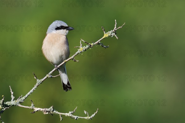 Red-backed shrike (Lanius collurio), male, North Rhine-Westphalia, Germany