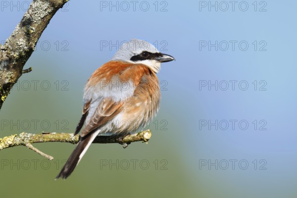 Red-backed shrike (Lanius collurio), male, North Rhine-Westphalia, Germany