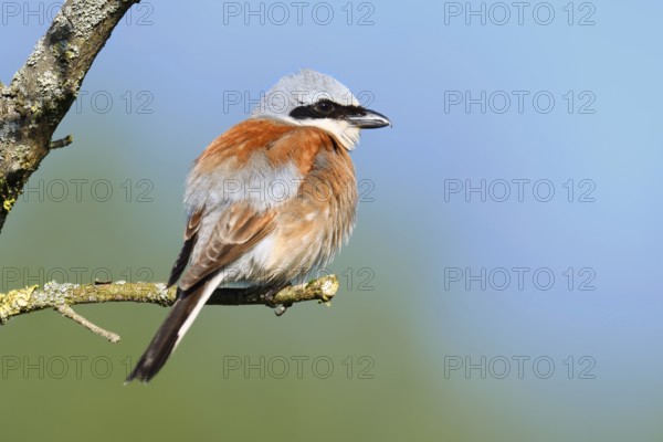 Red-backed shrike (Lanius collurio), male, North Rhine-Westphalia, Germany